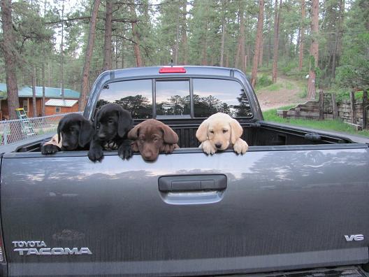 Dogs.... love.... trucks!